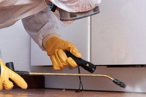 Messie Schädlingsbekämpfung Gera